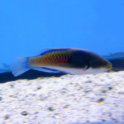 Buy Blue Sided Fairy Wrasse (Asia Pacific) in Canada for as low as 43.45