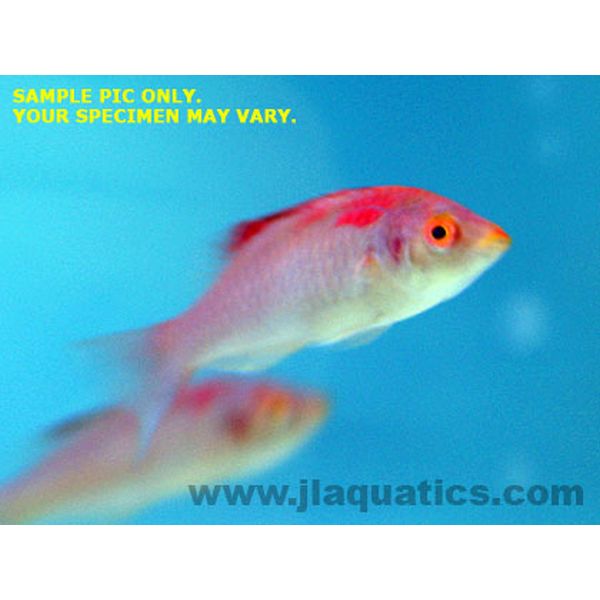 Buy Debelius Fairy Wrasse (Asia Pacific) in Canada for as low as 53.95