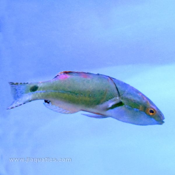 Exquisite (Female) Fairy Wrasse (South Pacific)