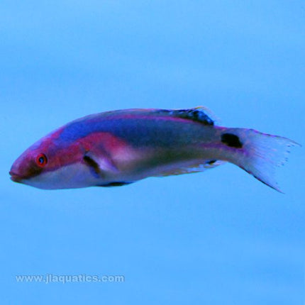 Exquisite (Male) Fairy Wrasse