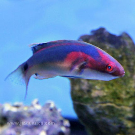 Buy Exquisite (Male) Fairy Wrasse (South Pacific) in Canada for as low as 130.95