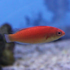 Hooded (Female) Fairy Wrasse (South Pacific)