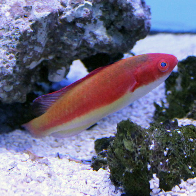 Hooded (Male) Fairy Wrasse