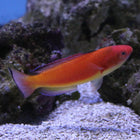 Hooded (Male) Fairy Wrasse (South Pacific)