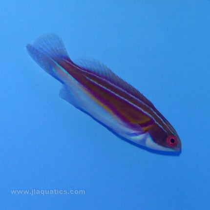 Labouti Fairy Wrasse