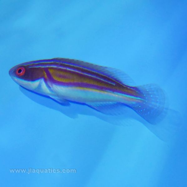 Buy Labouti Fairy Wrasse (Australia) in Canada for as low as 230.95