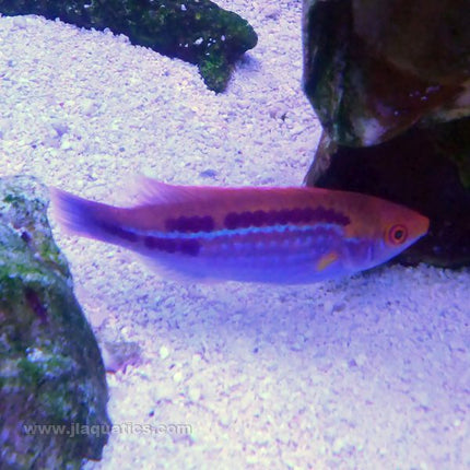 Lubbock's Fairy Wrasse