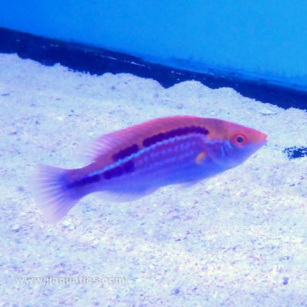 Lubbock's Fairy Wrasse