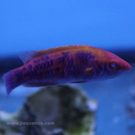 Lubbock's Fairy Wrasse