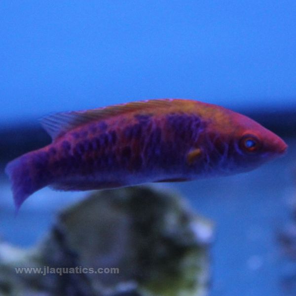 Lubbock's Fairy Wrasse