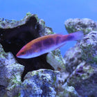 Buy Lubbock's Fairy Wrasse (Asia Pacific) in Canada for as low as 43.45