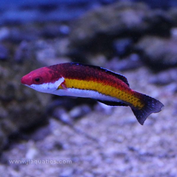 Naokos (Male) Fairy Wrasse