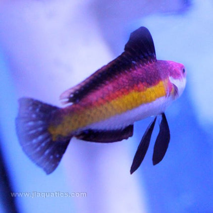 Naokos (Male) Fairy Wrasse