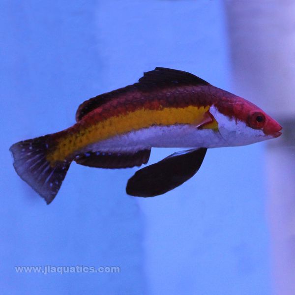 Buy Naokos (Male) Fairy Wrasse (Asia Pacific) in Canada for as low as 161.45