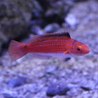 Naokos (Female) Fairy Wrasse (Asia Pacific)