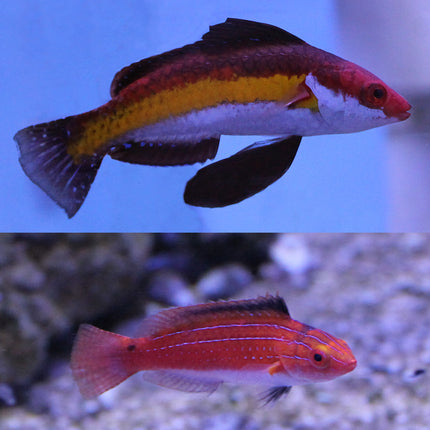 Naokos (Pair) Fairy Wrasse (Asia Pacific)