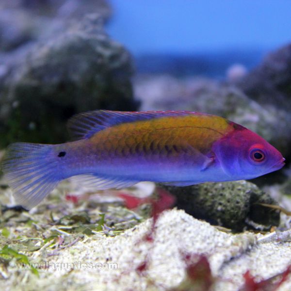 Orange Back Fairy Wrasse | JLAquatics Canada – J&L Aquatics Ltd.