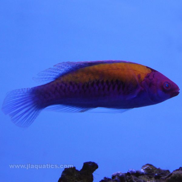 Buy Orange Back Fairy Wrasse (Asia Pacific) in Canada for as low as 111.45