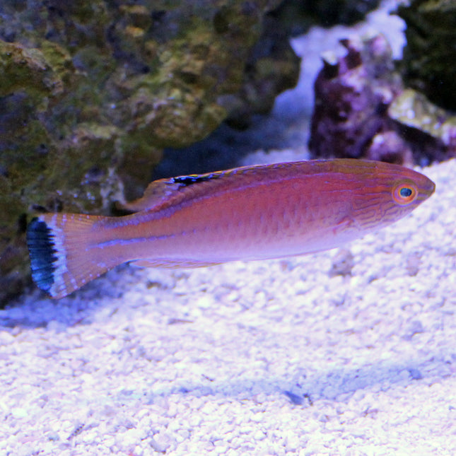 Pylei (Male) Fairy Wrasse