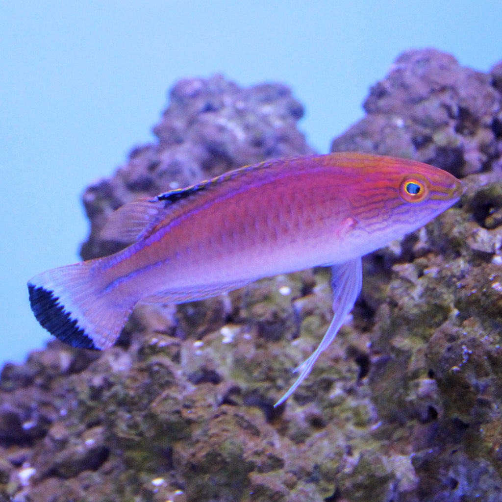 Pylei (Male) Fairy Wrasse