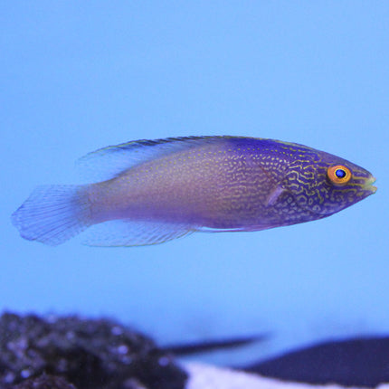 Rhomboid (Male) Fairy Wrasse