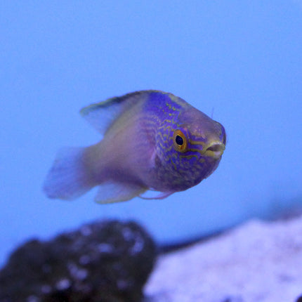 Rhomboid (Male) Fairy Wrasse