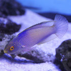 Buy Rhomboid (Male) Fairy Wrasse (South Pacific) in Canada for as low as 461.95