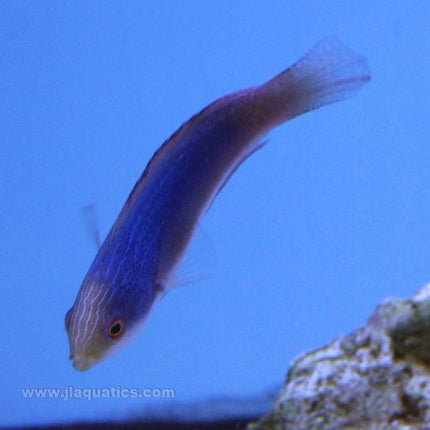 Scott's (Female) Fairy Wrasse