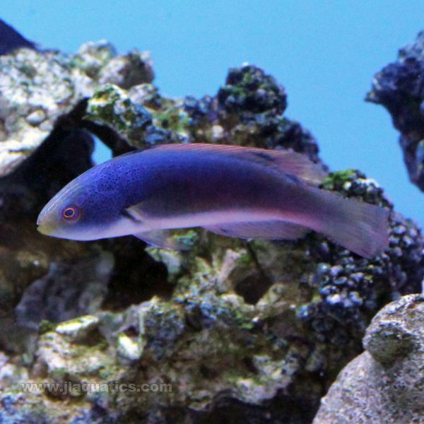 Buy Scott's (Female) Fairy Wrasse (Australia) in Canada for as low as 231.45