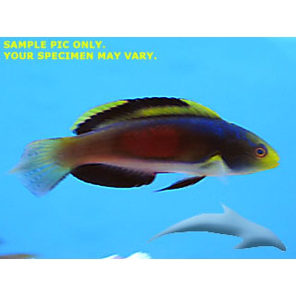 Scott's (Male) Fairy Wrasse