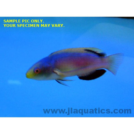 Buy Scott's (Male) Fairy Wrasse (Australia) in Canada for as low as 293.95