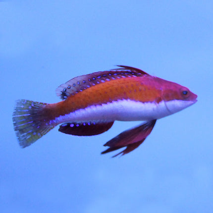 Social Fairy Wrasse (Indian Ocean)