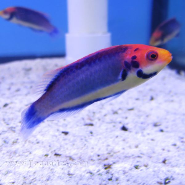 Solar Fairy Wrasse