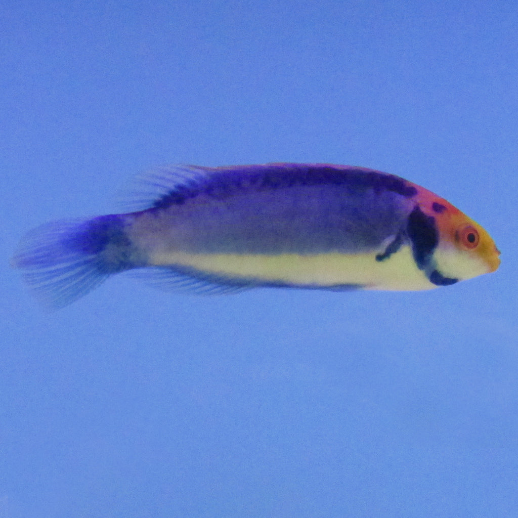 Solar Fairy Wrasse | JLAquatics Canada – J&L Aquatics Ltd.