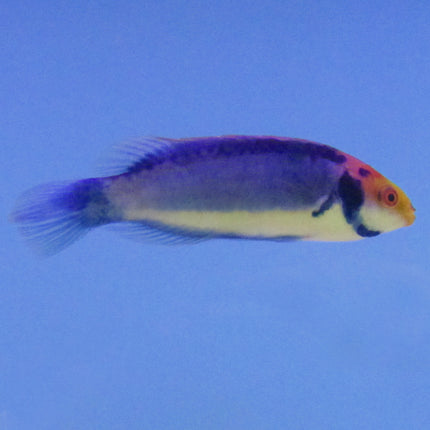 Solar Fairy Wrasse