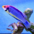 Buy Solar Fairy Wrasse (Asia Pacific) in Canada for as low as 66.95