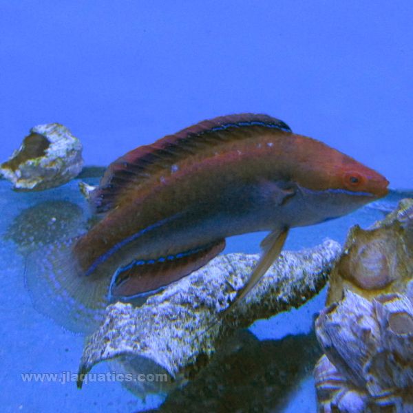 Threadfin Fairy Wrasse (Asia Pacific)