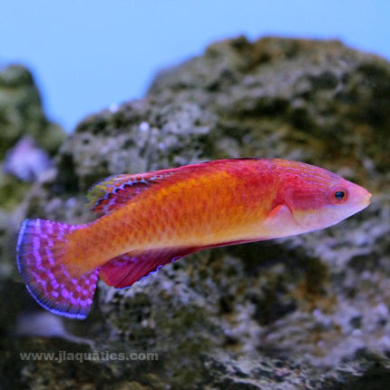 Tonozukai Fairy Wrasse