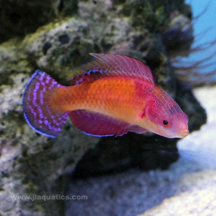 Tonozukai Fairy Wrasse