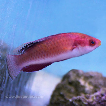 Tonozukai Fairy Wrasse