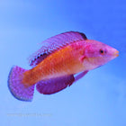 Buy Tonozukai Fairy Wrasse (Asia Pacific) in Canada for as low as 72.45