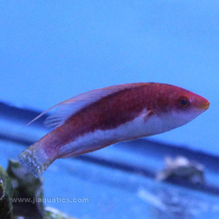 Whipfin Fairy Wrasse