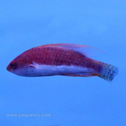 Whipfin Fairy Wrasse (Asia Pacific)