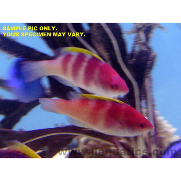 Buy Yellow Fin Fairy Wrasse (Asia Pacific) in Canada for as low as 82.95