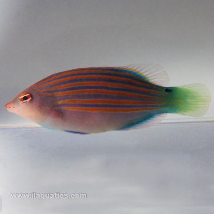 6 Line Wrasse