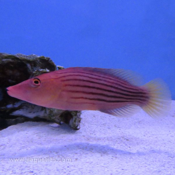 8 Line Wrasse