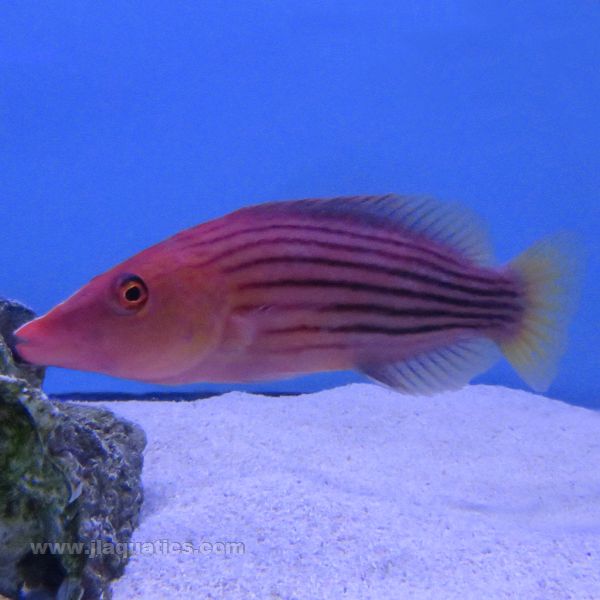Buy 8 Line Wrasse (South Pacific) in Canada for as low as 45.95