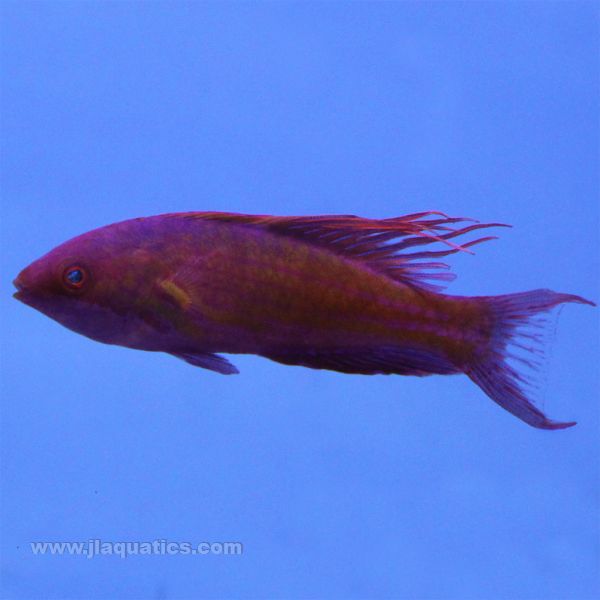 Blue Flasher Wrasse