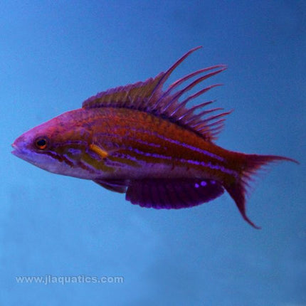 Blue Flasher Wrasse