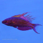 Buy Blue Flasher Wrasse (Asia Pacific) in Canada for as low as 57.95